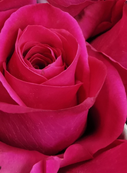Pink Floyd Roses  from Rogers Florist, your flower shop in Meridian, MS