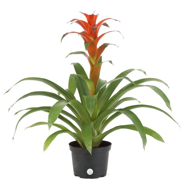 Bromeliad Plant from Rogers Florist, your flower shop in Meridian, MS