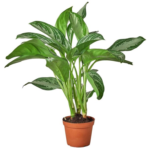 Chinese Evergreen Plant from Rogers Florist, your flower shop in Meridian, MS