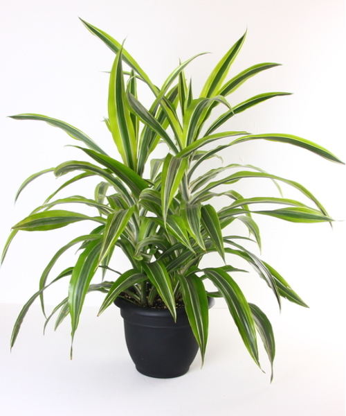 Dracaena Plant from Rogers Florist, your flower shop in Meridian, MS