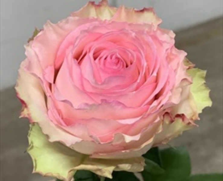 Esperance Roses  from Rogers Florist, your flower shop in Meridian, MS