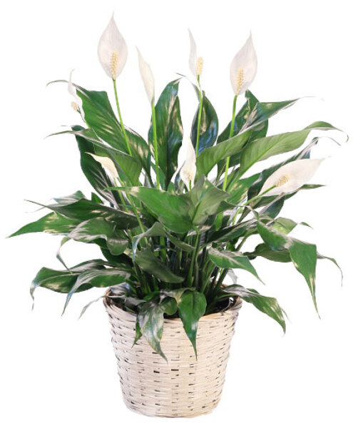 Peace Lily Plant from Rogers Florist, your flower shop in Meridian, MS